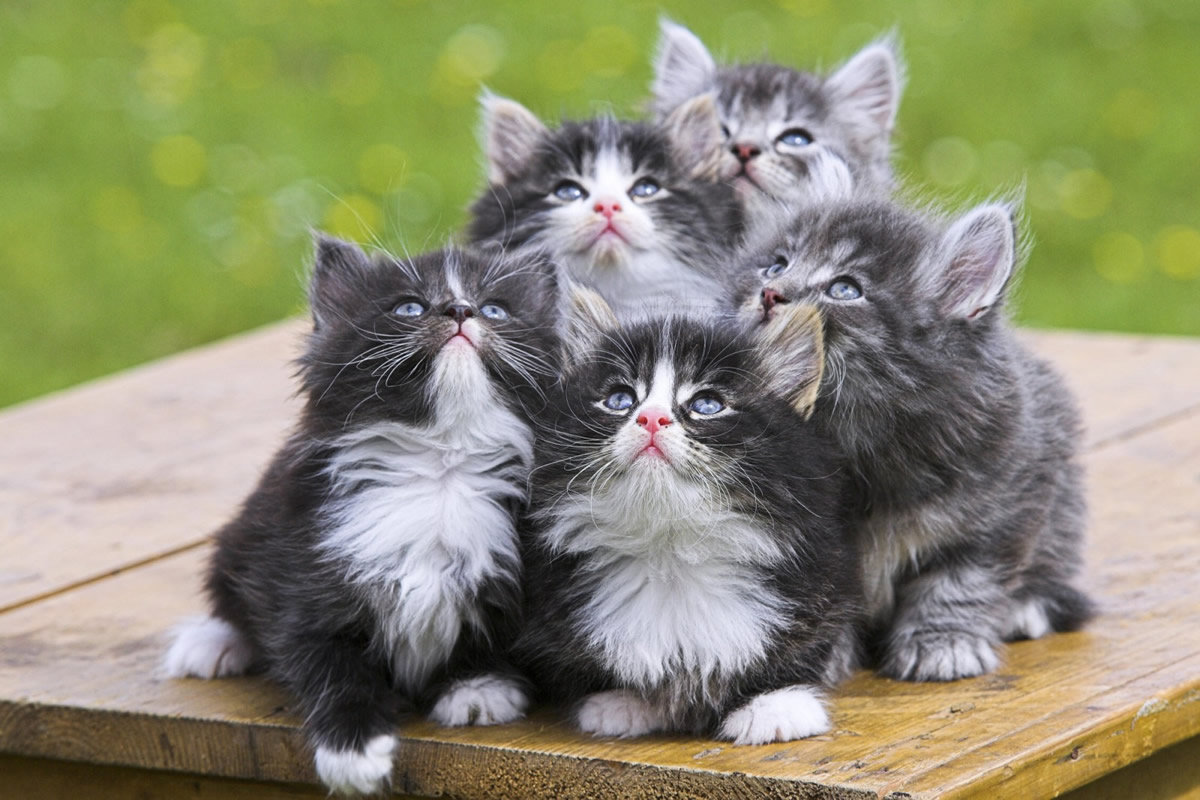 angora-gatos.jpg